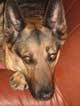 Photo de Soka, berger allemand ayant t reprsente en portrait d'animal de compagnie